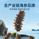 Fukouju Dalian ready-to-eat sea cucumber 2Jin Jin equal to 0.5kg 28-32 pieces OCC nourishing cost-effective sea cucumber gift box