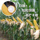 Qianyu 1808 hybrid field corn seeds, stable yield, large sticks, disease resistance, lodging resistance and drought resistance, feed for southern spring and autumn planting Qianyu 1808 (original one Jin Jin is equal to 0.5 kg)