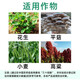 Guoguang triacontanol, citrus, vegetable and fruit tree protection, fruit flower growth promotion, pepper antidote, pesticide-harming plant growth regulator
