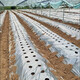 Perforated silver black mulch film, strawberry, garlic, onions, morels, medicinal materials, insulation, weeding, vegetable planting, special black film 5 Jin Jin equals 0.5 kg, black 1.5 meters wide, 140 meters long, no holes