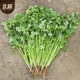 Beishu coriander seeds old varieties small leaves four seasons potted family seeds Weifang coriander seeds 10g about 800 grains