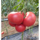 Farmer's Big Pink Tomato Seeds Big Red Four Seasons Woolly Pink Persimmon Seeds Tomato Seedlings Balcony Garden Vegetable Seeds Big Tomato Seeds 666 + Song Fertilizer