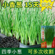 Spring vegetables, heat-resistant and cold-resistant four-season chive seeds, easy to grow potted vegetable and fruit seeds. Four-season chive seeds, easy to plant, soaked in soil to germinate, can be planted in all seasons, original selection, 1 pack, about 800 seeds