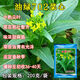 Guangzhou Qiannong Academy of Agricultural Sciences Youlu 702 cabbage heart vegetable seeds autumn winter spring high yield beet core seeds Youlu 70 days cabbage heart 200g medium mature pointed leaves 1 bag