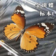 东之天地 真蝴蝶标本收藏生日礼物昆虫摆件拍照学生教学用工艺品道具摆件 金斑蝶1个（带透明盒）