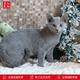 Zhuanmiao Soviet-style purebred Russian blue cat kitten live green-eyed cub domestic pet cat pedigree Russian blue cat