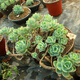 Envoyer une cavalerie Chun Bi Tao, une plante de pot amusante pour plusieurs pots, un coup de plantes succulentes, des tas entiers sans coupe, pas de coupures, pas de coupures, pas de coupures, pas de coupures, pas de coupures, pas de coupures, pas de coupures, pas de coupures, pas de coupe