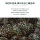 欧帅【世界烈酒大赛双金奖】墨西哥原瓶进口咖啡力娇酒龙舌兰洋酒微醺 杏仁龙舌兰 1瓶 750mL