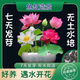 Bowl of lotus seeds, colorful hydroponic flowers, water-grown four-season lotus, lotus seeds, lotus root green water plants, mixed-color bowl of lotus seeds, budding when exposed to water, blooming in all seasons, 100% budding, 45 capsules, multi-color mixed, already opened