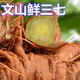 【顺丰快递】新鲜三七精选云南文山三七头带根须新鲜田七泡酒料活三七 精选鲜三七8个左右500克