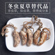 北京同仁堂原料中药饮片精选金蝉花中药材2023新货大虫草知了蝉花孢子粉草非500g克 金蝉花500g新货