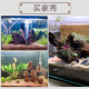 紫柚木精品45-60cm天然鱼缸造景沉木大号树桩晒龟台水族箱装饰木 14126秒沉