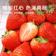 Jingmi Dandong Strawberry 99 Beauty Cream Fruit Gift Box Fresh, Net Weight 1Jin Jin is equal to 0.5kg, single fruit 15g + straight from the source