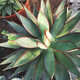 Qiuying Agave Taki Lei