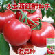 Farmer's Big Pink Tomato Seeds Big Red Four Seasons Woolly Pink Persimmon Seeds Tomato Seedlings Balcony Garden Vegetable Seeds Big Tomato Seeds 666 + Song Fertilizer