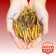 Authentic Cordyceps sinensis first period selected nourishing dry goods two gram gift boxes for gifts and nutritious Cordyceps tonics, authentic Cordyceps sinensis in Tibetan areas, 4 gram one gram 50 gram