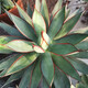 Qiuying Agave Taki Lei