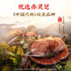 Beijing Tongrentang Break Wall Ganoderma Lucidum Spore Powder Gift Box Ganoderma Lucidum Spore Powder Inmunidad Mejora de productos Año Nuevo Caja de regalo [6 Banda de regalo de caja pequeña]