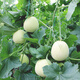 Zhongke Maohua white-skinned melon seeds Jingmi No. 1 early-maturing melon seeds hybrid thin-skinned white melon seeds fruit seeds Jingmi No. 1 melon seeds 50 capsules