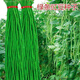 Special Green Pioneer Bean Seeds Large Brand New Variety Cowpea Early Maturity Spring and Autumn French Bean Seeds Qc Four Seasons Full Shelves Green Pioneer Long Beans Only sell good seeds 5 packs of about 252 seeds High germination rate