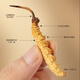 
Fudonghai Cordyceps sinensis 4g gift box - about 4 roots/g16 tubes High-altitude gift tonics for elders