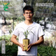 Wengyuan Orchid, Spring Orchid, Myth Thin Leaf Grass, Flower Tongue Colorful Flowers, Fresnel Buds, Strong Fragrance Green Plant Potted Plant, Myth 3 Seedlings, Large Strong Seedlings, Simple Pot Hair