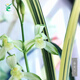 Wengyuan Orchid Jianlan Hetianxia Yehua Double Art Lotus-shaped Plain Heart Ceiling High-grade Xiangyi Precious Resource Grass Hetianxia 2 Seedlings Large and Strong Seedlings Bloom in the Year