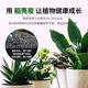 Green Garden Craftsman rice husk charcoal 1kg plant ash potted succulent rose potassium fertilizer biochar fertilizer chaff carbon nutrient soil particles