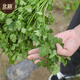 Beishu coriander seeds old varieties small leaves four seasons potted family seeds Weifang coriander seeds 10g about 800 grains