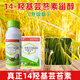14-Hydroxybrassinosteroid relieves phytotoxicity, cold-proof and frost-resistant rice plant crop growth regulator 100 ml 14-Hydroxybrassinosteroid *1 bottle