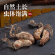 北京同仁堂原料中药饮片精选金蝉花中药材2023新货大虫草知了蝉花孢子粉草非500g克 金蝉花500g新货
