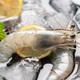 Jingdong Supermarket Overseas Direct Procurement Super Large Ecuadorian White Shrimp 3Jin Jin equal to 0.5kg (20/30Specifications) 30-45 pieces/box Hot Pot Prawns