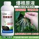 Explosive root liquid, special seedling strengthening agent for strong rooting, root nourishing and mulching, regulating soil activator, water-soluble fertilizer 1000g*2 bottles