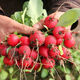 Four seasons popular radish seeds, radish seeds, balcony four-season potted vegetable seeds, red cherry radish seeds, 1 pack, about 300 pieces