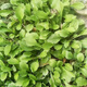Wild Malantou seeds, edible wild vegetables, easy to sow in all seasons, balcony potted plants, purslane, wild Malantou seeds, 500 capsules + germination fertilizer