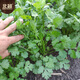 Beishu coriander seeds old varieties small leaves four seasons potted family seeds Weifang coriander seeds 10g about 800 grains