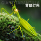 
The nurturing remote control mantis electric simulation toy Douyin prank artifact cockroach boys can move spider crawling animals [classic version - remote control centipede] yellow and black model 9901+ [deluxe version] Another 36 electronics
