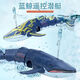 
Qiwang Fish Tank Mini Remote Control Submarine Toy Boat Electric Small Submarine Model Children's Boy Can Be Into the Water Shark Whale 20cmRC Class Water Squirting Whale Blue Official Standard (Send Screwdriver and Battery)