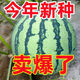 Big and sweet 8424 Kirin seeded watermelon seeds, extra large four-season vegetable and fruit seeds, original, about 250 pieces, affordable 989# rock sugar Kirin 8424 watermelon seeds