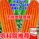 2025 national-approved corn seeds with stable yield, short stems, large stems, disease resistance, insect resistance, lodging resistance, mature live stems, abundant land and affordable, 22,000 grains in 5 acres of land, large growers