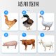 Nanhua Qianmu Huchuankang Animal Feed Additive for Pigs, Cattle, Sheep, Horses, Chickens and Poultry Breeding Rotten Lungs and Animals Huchuankang 1000g*1 Bag