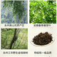 Fenghe Dalongshan Hunan Tea Yongzhou Jianghua Yao Ethnische Spezialität wild grünes Geld Willow Tee Jinqian Liu Tee Health Tey Trockenwaren Geschenkbox Wilde besondere Geschenkbox Jinqian Liu 180g/Box