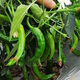 Authentic camphor tree pepper seeds, camphor tree pepper seeds, new pepper seeds, sown in spring and autumn, Zhangshu Harbor courtyard small collection, new seeds, about 608 capsules/