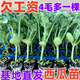 High-yielding watermelon seedlings 8424 Rock Sugar Kirin Melon Sweet King Large Watermelon Seedlings Southern Balcony Potted Small Watermelon Seedlings High Quality 8424 Watermelon Seedlings Carefully Selected 10 Plants, Lots of Fruit + Fertilizer