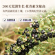 Tongrentang (TRT) Black Wolfberry Qinghai Qaidam desechable Wolfberry Wolfberry Camellia Antocianina Regalo de té de salud empapado 150 g/lata