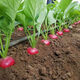 Four seasons popular radish seeds, radish seeds, balcony four-season potted vegetable seeds, red cherry radish seeds, 1 pack, about 300 pieces