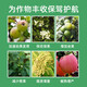 Guoguang Pesticide Naphthalene Acetate Plant Growth Regulator Flower Preservation and Fruit Preservation Medicine Prevent Fruit Falling Fruit Tree Flower and Fruit Treasure Fruit Setting 100ml*10 Bottles