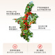 Ningxia Red Wolfberry Wein 12 Grad gesunder Wein Fruchtwein Herren nahrhafter Frauen Minderwertiger Wein Ningxia Wolfberry Wein Vatertag Geschenkbox 12 Grad 168ml 6 Flaschen