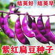 High-yielding purple lentils, purple eyebrow beans, red eyebrow bean seeds, balcony potted red Emei bean vegetables, easy to germinate in the field, purple eyebrow bean seeds, 2 packs of about 20 capsules
