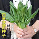 【可越冬】大叶菠菜种子散装菠菜籽四季播耐寒秋冬季蔬菜种子 【抗热+】大叶菠菜种子(高發芽率 原厂精装种子2袋2694粒